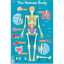 HUMAN BODY (COLLINS CHILDREN’S POSTER)